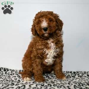 Jake, Mini Goldendoodle Puppy